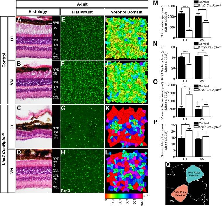 https://cdn.ncbi.nlm.nih.gov/pmc/blobs/f098/6737973/d0d03fc3d3eb/biolopen-8-044370-g5.jpg