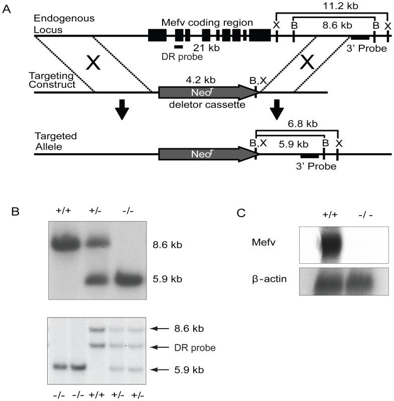 https://cdn.ncbi.nlm.nih.gov/pmc/blobs/f099/3511413/e32b1532d24c/pone.0051105.g001.jpg