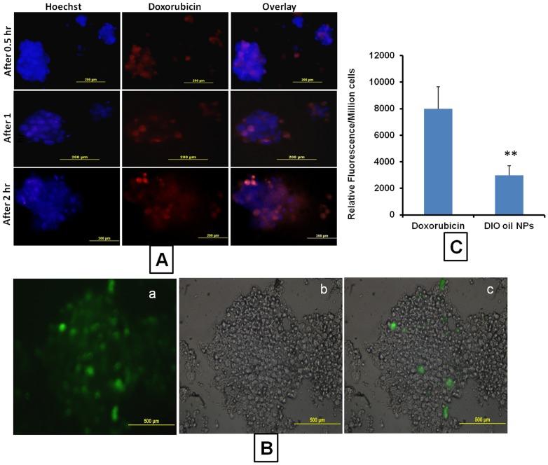 https://cdn.ncbi.nlm.nih.gov/pmc/blobs/f09c/3548811/6b12858fd44a/pone.0053708.g006.jpg