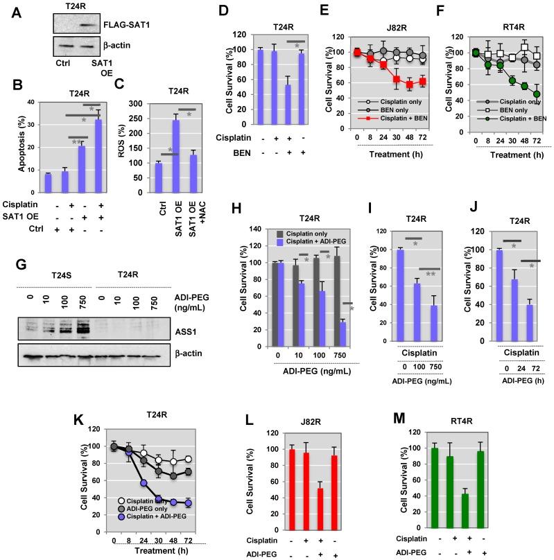 https://cdn.ncbi.nlm.nih.gov/pmc/blobs/f09d/6134931/ce99e7da2c99/thnov08p4520g005.jpg