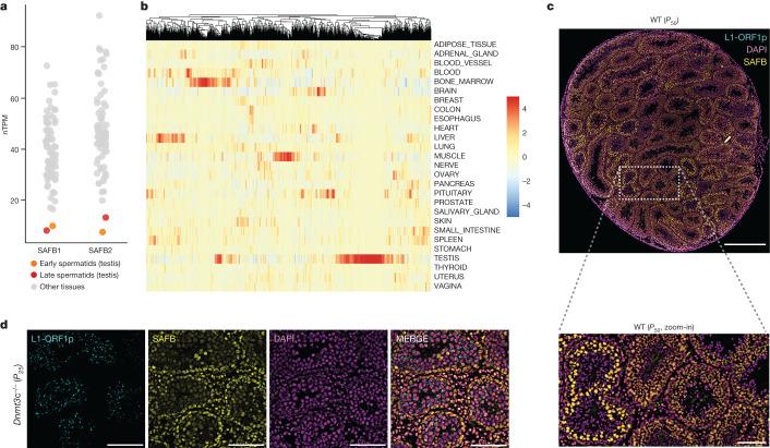https://cdn.ncbi.nlm.nih.gov/pmc/blobs/f09f/10901741/64f6f5713893/41586_2024_7081_Fig5_HTML.jpg