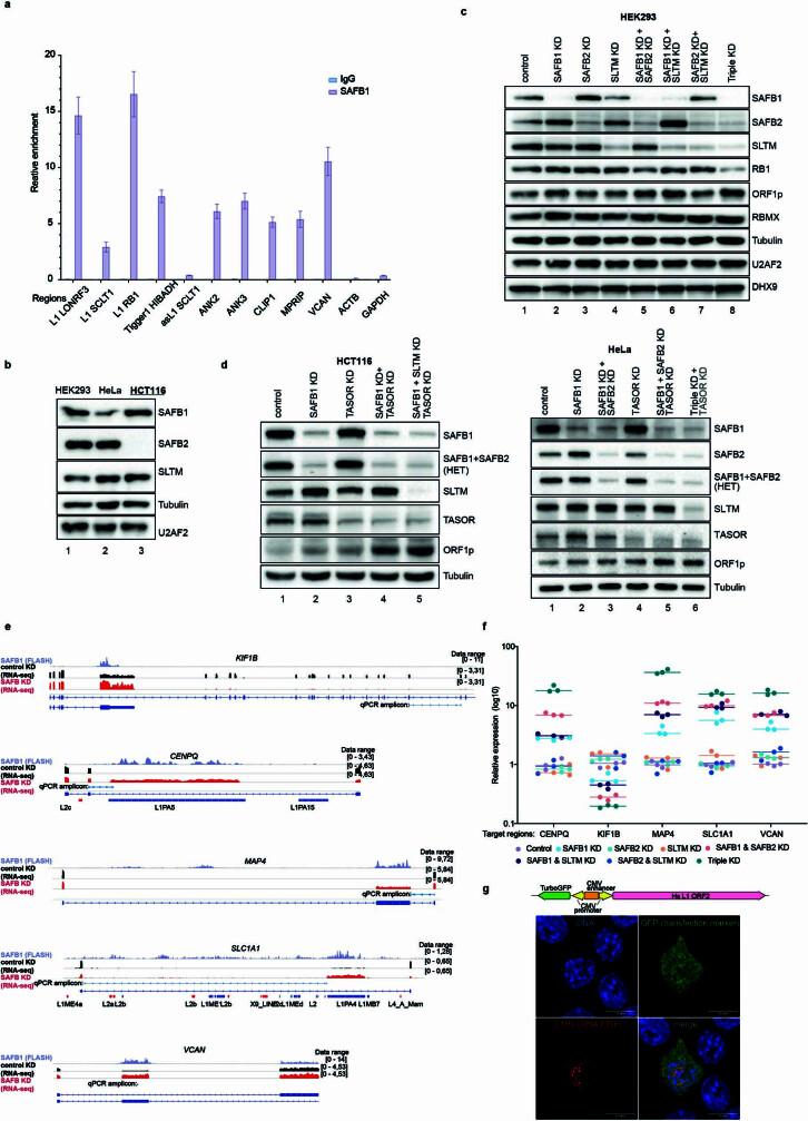 https://cdn.ncbi.nlm.nih.gov/pmc/blobs/f09f/10901741/6d8b2b7457cf/41586_2024_7081_Fig9_ESM.jpg