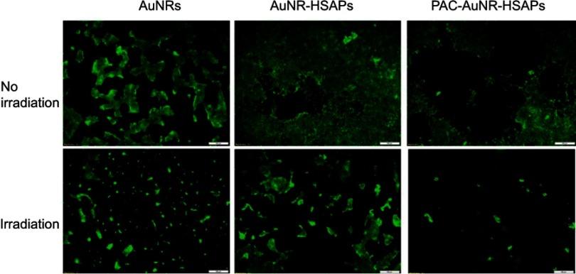 https://cdn.ncbi.nlm.nih.gov/pmc/blobs/f09f/6691944/b7255945572b/IJN-14-6387-g0010.jpg