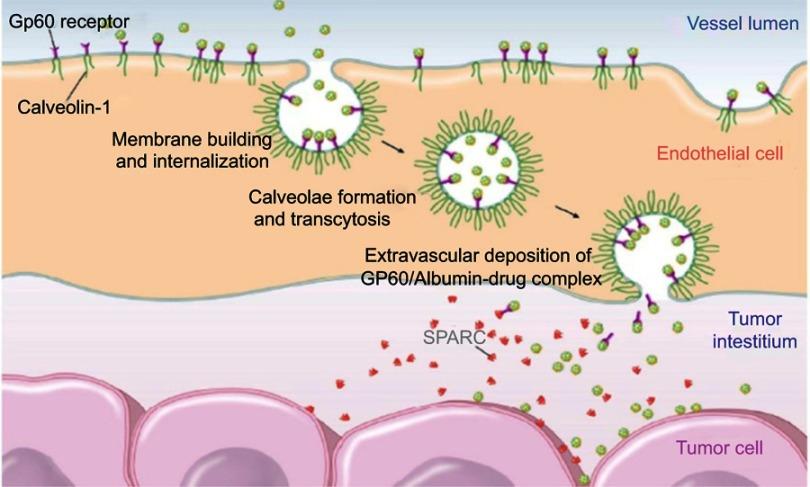 https://cdn.ncbi.nlm.nih.gov/pmc/blobs/f09f/6691944/e09b27150eae/IJN-14-6387-g0006.jpg