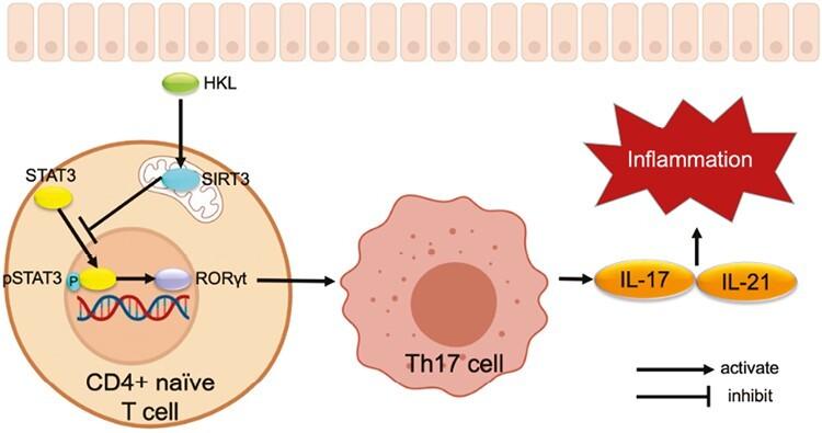 https://cdn.ncbi.nlm.nih.gov/pmc/blobs/f0a1/10697418/b52b800cc52c/izad099_fig6.jpg