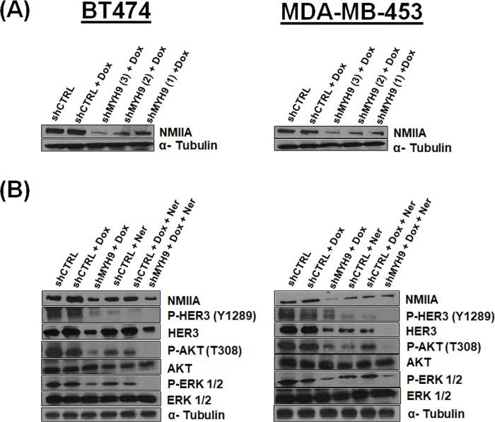 https://cdn.ncbi.nlm.nih.gov/pmc/blobs/f0a6/10194889/59b7b3f64466/pone.0285251.g004.jpg