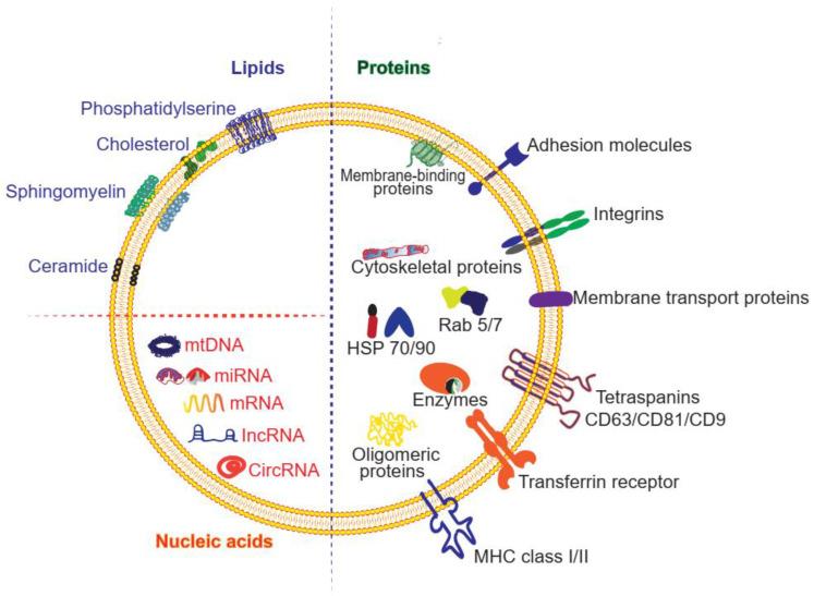 https://cdn.ncbi.nlm.nih.gov/pmc/blobs/f0a7/7847680/1f5cfe4a4ab9/thnov11p3183g002.jpg