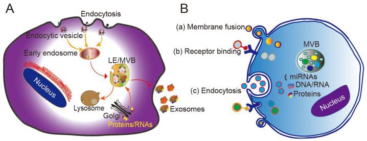 https://cdn.ncbi.nlm.nih.gov/pmc/blobs/f0a7/7847680/2add9f0a41e9/thnov11p3183g001.jpg