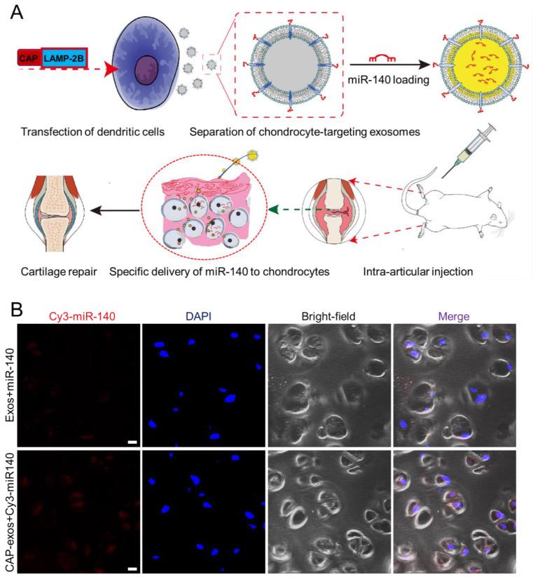 https://cdn.ncbi.nlm.nih.gov/pmc/blobs/f0a7/7847680/e22ecd26962c/thnov11p3183g005.jpg