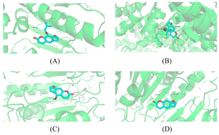 https://cdn.ncbi.nlm.nih.gov/pmc/blobs/f0a9/10343566/5f621d262d96/molecules-28-05248-g012.jpg