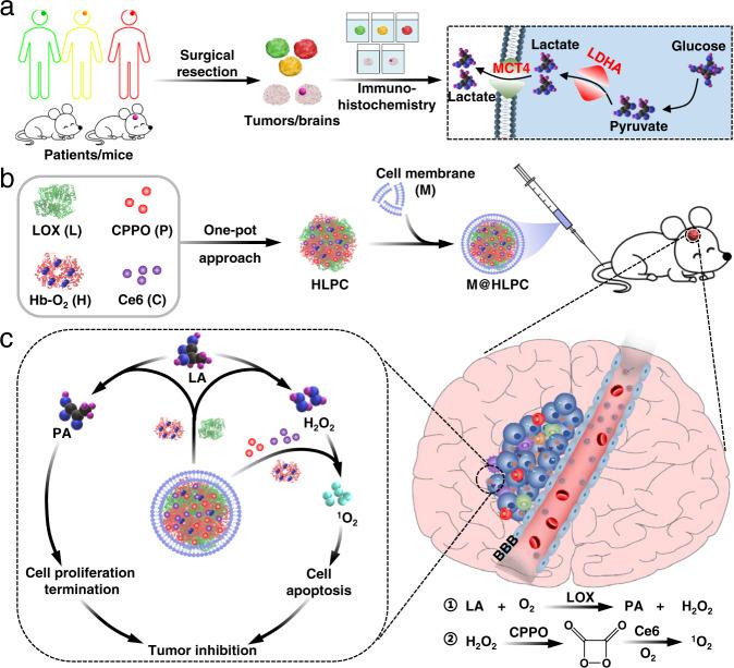 https://cdn.ncbi.nlm.nih.gov/pmc/blobs/f0a9/9304377/68e24a83d319/41467_2022_31799_Fig1_HTML.jpg