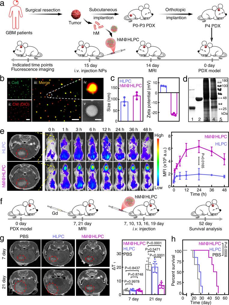 https://cdn.ncbi.nlm.nih.gov/pmc/blobs/f0a9/9304377/b1616129bd2a/41467_2022_31799_Fig8_HTML.jpg