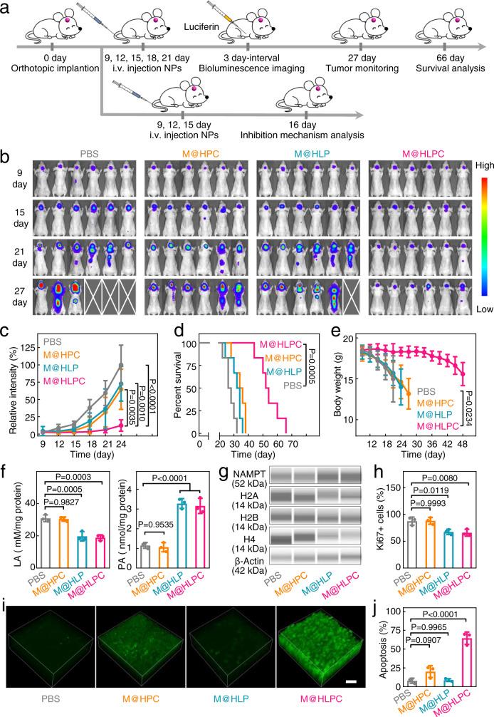 https://cdn.ncbi.nlm.nih.gov/pmc/blobs/f0a9/9304377/b42288c49504/41467_2022_31799_Fig7_HTML.jpg