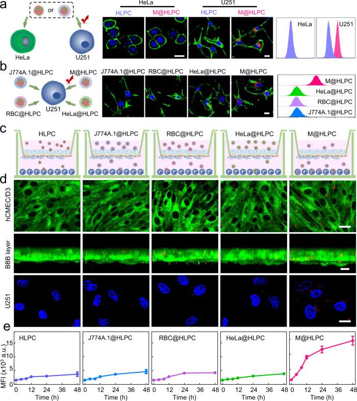 https://cdn.ncbi.nlm.nih.gov/pmc/blobs/f0a9/9304377/d2b6acd403bd/41467_2022_31799_Fig4_HTML.jpg