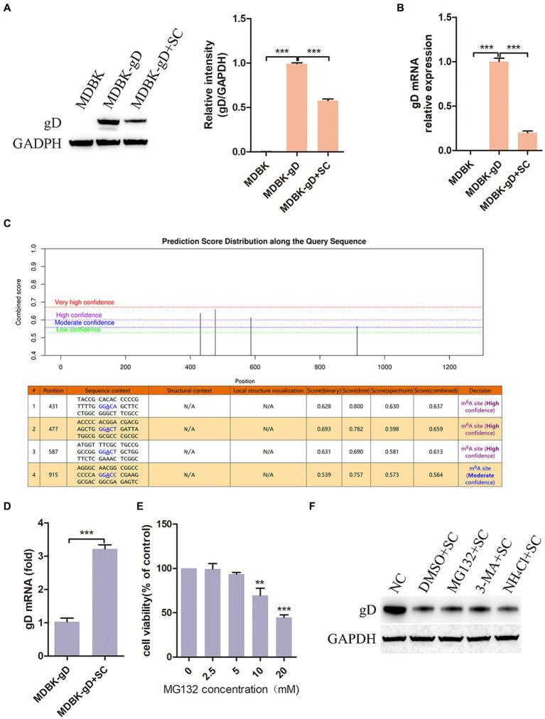https://cdn.ncbi.nlm.nih.gov/pmc/blobs/f0aa/11298802/294bd613c4f5/fmicb-15-1444414-g007.jpg