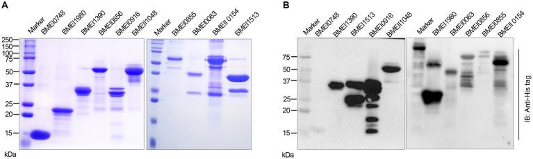 https://cdn.ncbi.nlm.nih.gov/pmc/blobs/f0ab/10582347/85584b29a726/fmicb-14-1253349-g002.jpg