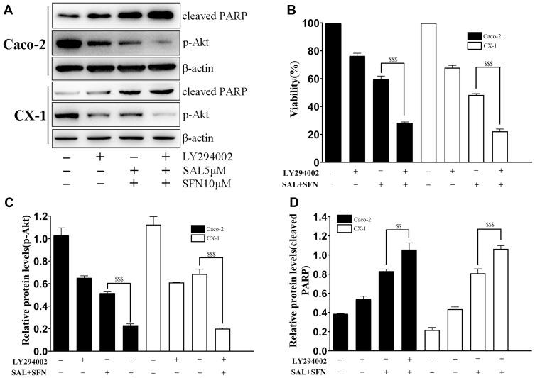 https://cdn.ncbi.nlm.nih.gov/pmc/blobs/f0b0/7276212/60342d768a6a/OTT-13-4957-g0006.jpg