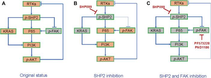 https://cdn.ncbi.nlm.nih.gov/pmc/blobs/f0b0/8591248/5ff8bb08446c/fphar-12-739501-g007.jpg