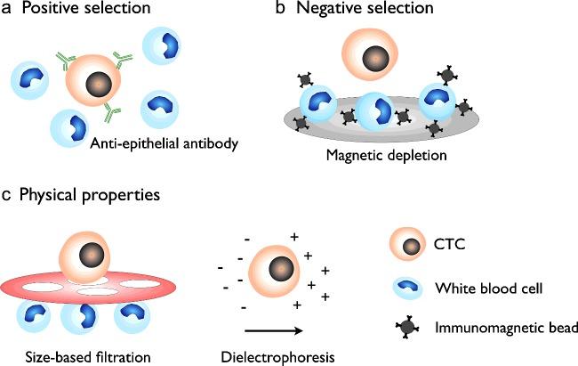 https://cdn.ncbi.nlm.nih.gov/pmc/blobs/f0b2/4741183/02b0b96d83ac/bsr036e292fig2.jpg
