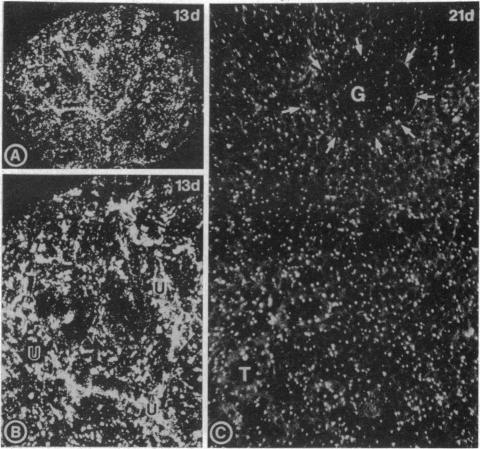 https://cdn.ncbi.nlm.nih.gov/pmc/blobs/f0b2/47774/744c8fc991e0/pnas01528-0632-a.jpg