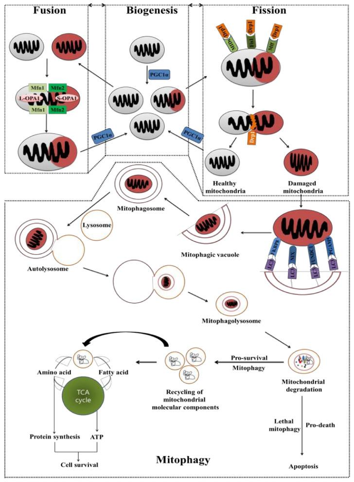 https://cdn.ncbi.nlm.nih.gov/pmc/blobs/f0b3/8945922/32ef0b9706be/cancers-14-01462-g006.jpg