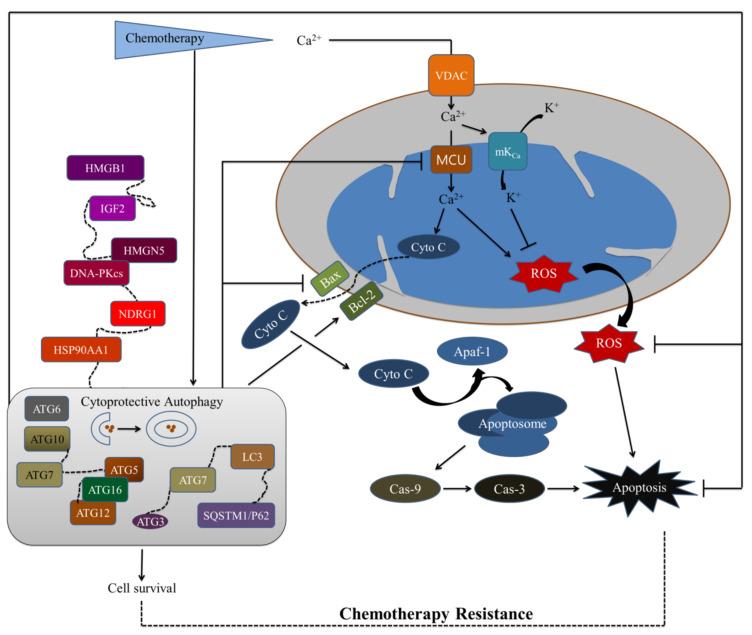 https://cdn.ncbi.nlm.nih.gov/pmc/blobs/f0b3/8945922/61af40bf1482/cancers-14-01462-g007.jpg