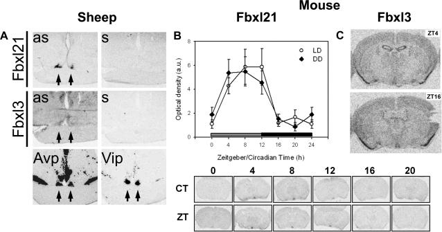 https://cdn.ncbi.nlm.nih.gov/pmc/blobs/f0b8/2568807/6a3d4d1837db/pone.0003530.g005.jpg