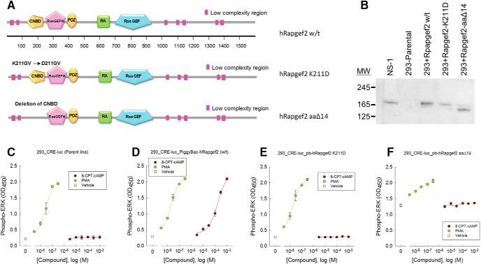https://cdn.ncbi.nlm.nih.gov/pmc/blobs/f0bc/5611689/cc4a19ff2cff/enu0051724110003.jpg