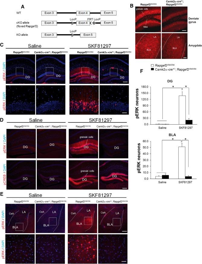 https://cdn.ncbi.nlm.nih.gov/pmc/blobs/f0bc/5611689/de7c4fc0c239/enu0051724110005.jpg