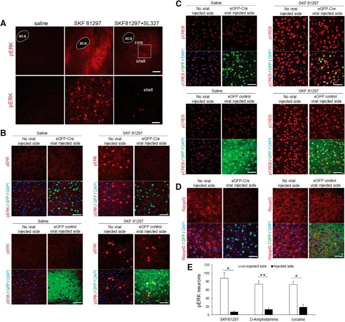https://cdn.ncbi.nlm.nih.gov/pmc/blobs/f0bc/5611689/f1c4a44bb270/enu0051724110006.jpg