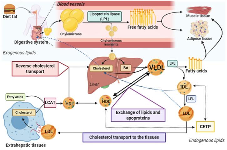 https://cdn.ncbi.nlm.nih.gov/pmc/blobs/f0bc/7824310/c81a0a37206b/antioxidants-10-00011-g001.jpg
