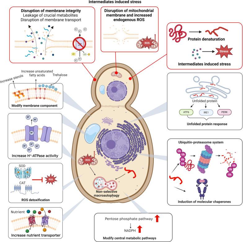 https://cdn.ncbi.nlm.nih.gov/pmc/blobs/f0bd/11334397/bded83726e9e/13068_2024_2546_Fig3_HTML.jpg