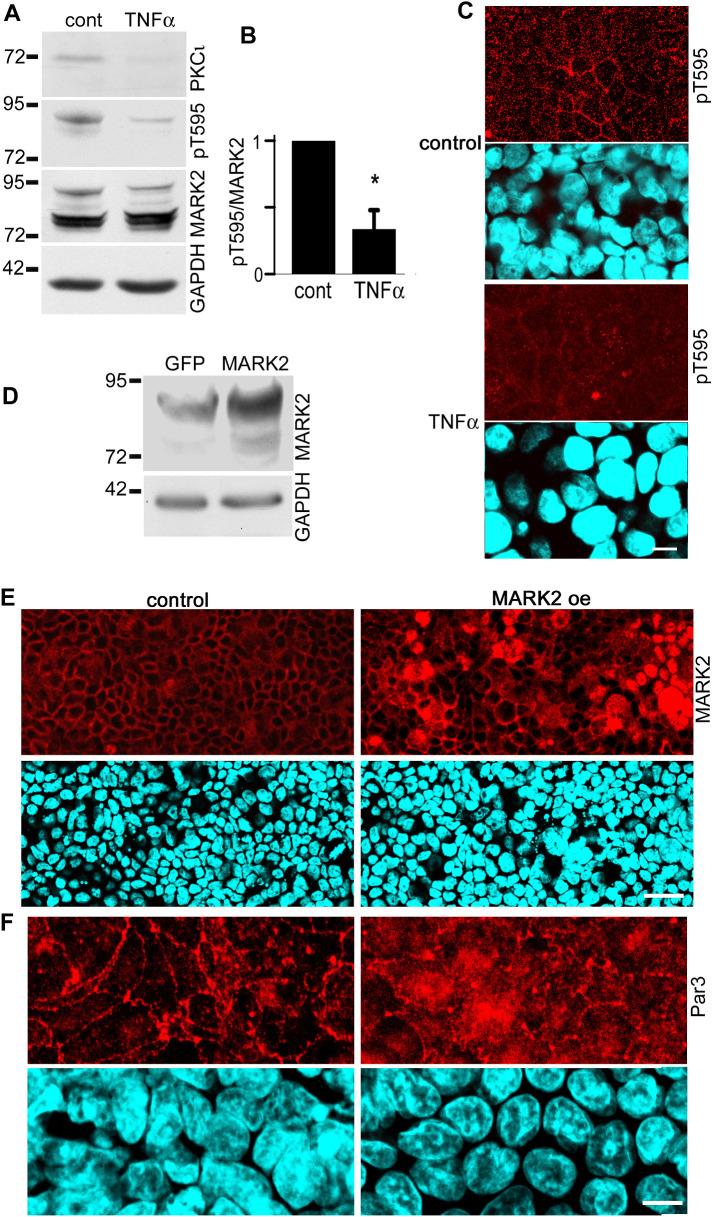https://cdn.ncbi.nlm.nih.gov/pmc/blobs/f0be/8108508/5fe732c70b77/mbc-32-690-g001.jpg