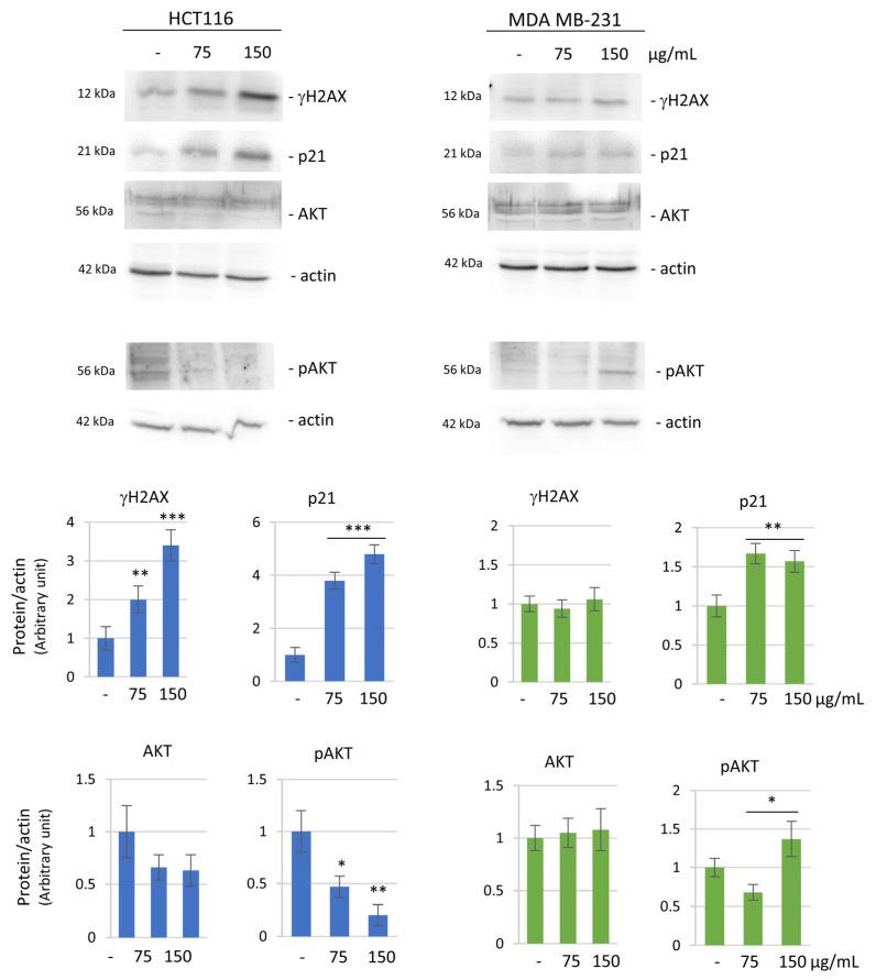 https://cdn.ncbi.nlm.nih.gov/pmc/blobs/f0c0/11430817/a8f4fe53b3b9/biomolecules-14-01111-g004.jpg