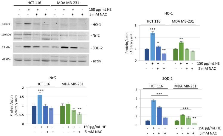 https://cdn.ncbi.nlm.nih.gov/pmc/blobs/f0c0/11430817/c415956ac678/biomolecules-14-01111-g006.jpg
