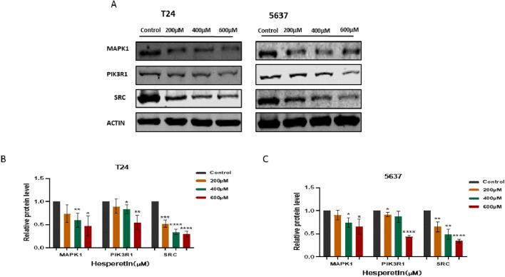 https://cdn.ncbi.nlm.nih.gov/pmc/blobs/f0c3/10781778/1be5ce52b84c/41598_2023_50476_Fig12_HTML.jpg