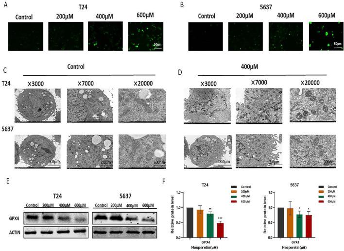 https://cdn.ncbi.nlm.nih.gov/pmc/blobs/f0c3/10781778/e22f776757a8/41598_2023_50476_Fig11_HTML.jpg