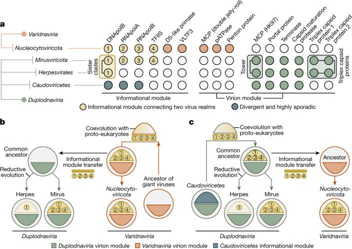 https://cdn.ncbi.nlm.nih.gov/pmc/blobs/f0c7/10132985/461c85cad85c/41586_2023_5962_Fig4_HTML.jpg