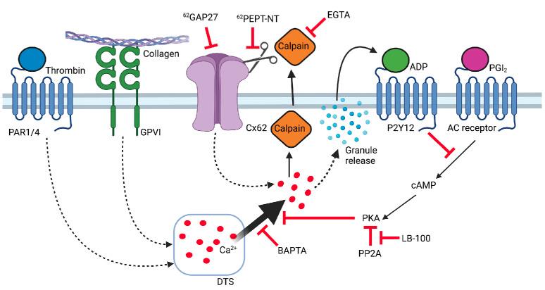 https://cdn.ncbi.nlm.nih.gov/pmc/blobs/f0c8/12358790/bc85ebc03c4c/1101822.fig7.jpg