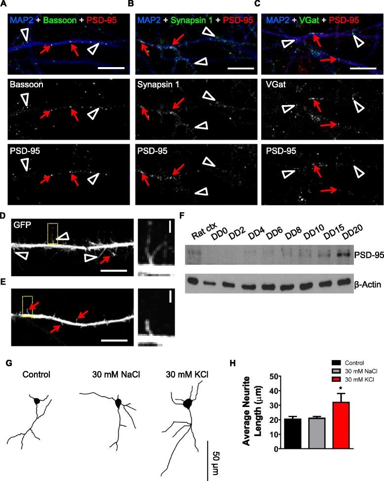 https://cdn.ncbi.nlm.nih.gov/pmc/blobs/f0c8/4546258/5c36a190fd68/13287_2015_136_Fig8_HTML.jpg