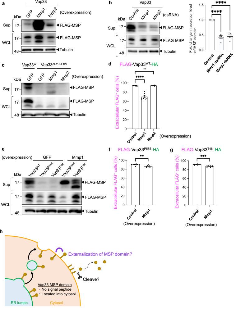 https://cdn.ncbi.nlm.nih.gov/pmc/blobs/f0ca/11467184/43464b6e6d67/41467_2024_53097_Fig7_HTML.jpg
