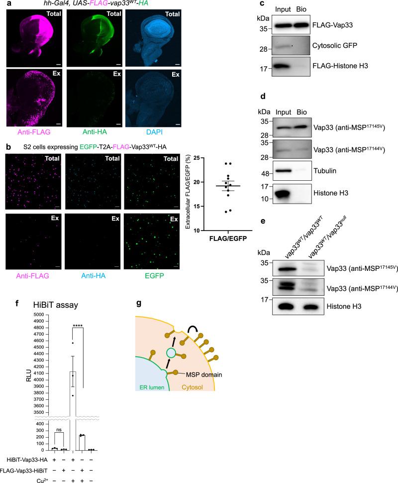 https://cdn.ncbi.nlm.nih.gov/pmc/blobs/f0ca/11467184/82920200ee28/41467_2024_53097_Fig2_HTML.jpg