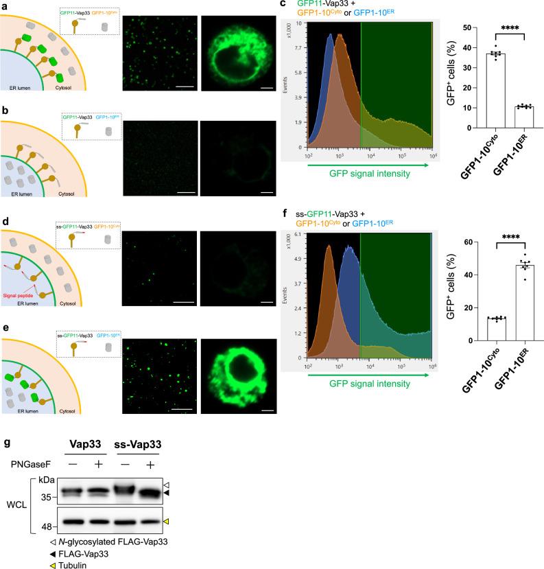 https://cdn.ncbi.nlm.nih.gov/pmc/blobs/f0ca/11467184/b1ca3fa236fd/41467_2024_53097_Fig1_HTML.jpg