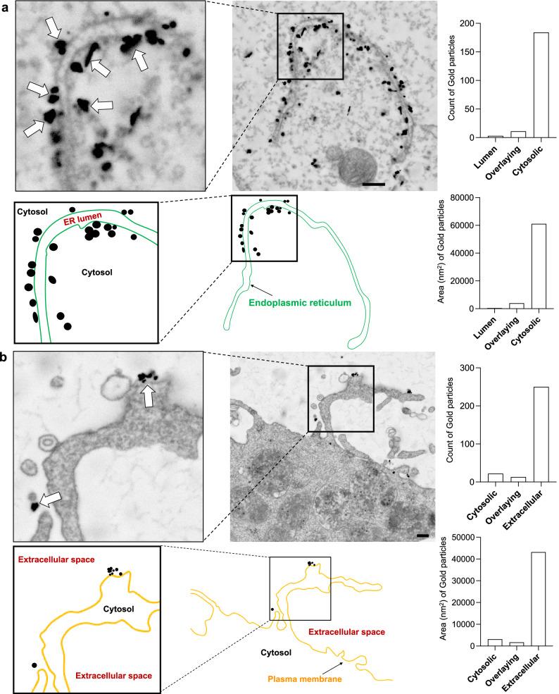 https://cdn.ncbi.nlm.nih.gov/pmc/blobs/f0ca/11467184/c7fd1c8e3805/41467_2024_53097_Fig3_HTML.jpg