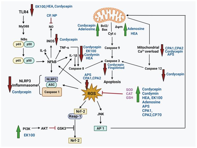 https://cdn.ncbi.nlm.nih.gov/pmc/blobs/f0d2/10780653/a6f466017377/nutrients-16-00102-g002.jpg