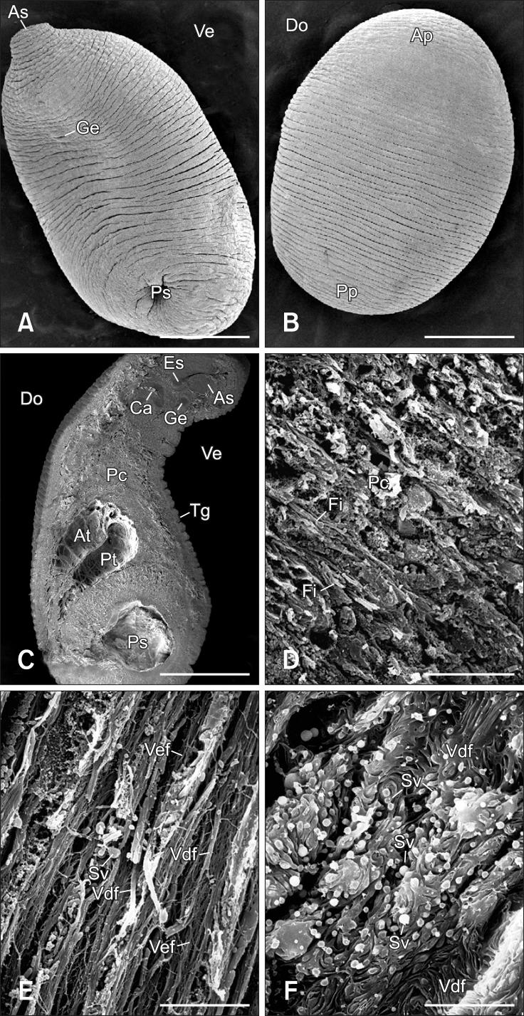 https://cdn.ncbi.nlm.nih.gov/pmc/blobs/f0d2/3885736/48473c3c4c68/jvs-14-425-g001.jpg