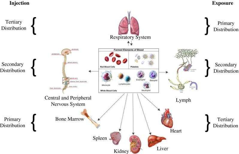 https://cdn.ncbi.nlm.nih.gov/pmc/blobs/f0d4/4201927/f9440093ce86/204_2014_1361_Fig6_HTML.jpg