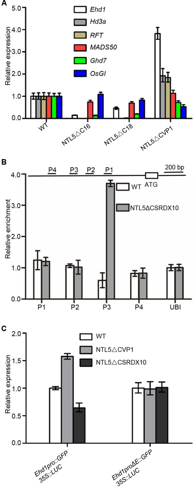 https://cdn.ncbi.nlm.nih.gov/pmc/blobs/f0d4/5943572/03f1d83d2392/fpls-09-00555-g004.jpg