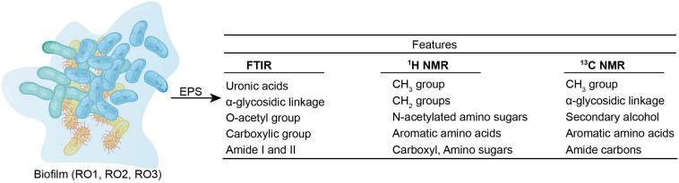 https://cdn.ncbi.nlm.nih.gov/pmc/blobs/f0d4/8328090/dcd492ddaee0/fmicb-12-668761-g005.jpg