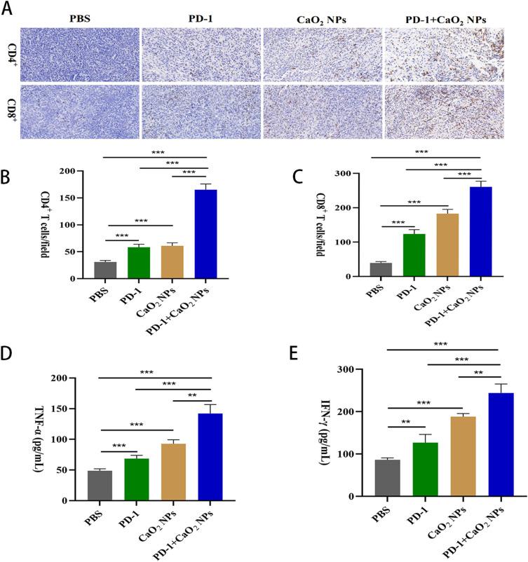 https://cdn.ncbi.nlm.nih.gov/pmc/blobs/f0d5/10775804/92ed31c8ac17/IJN-19-137-g0005.jpg